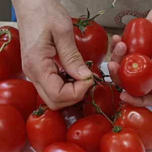 Preparing tomatoes